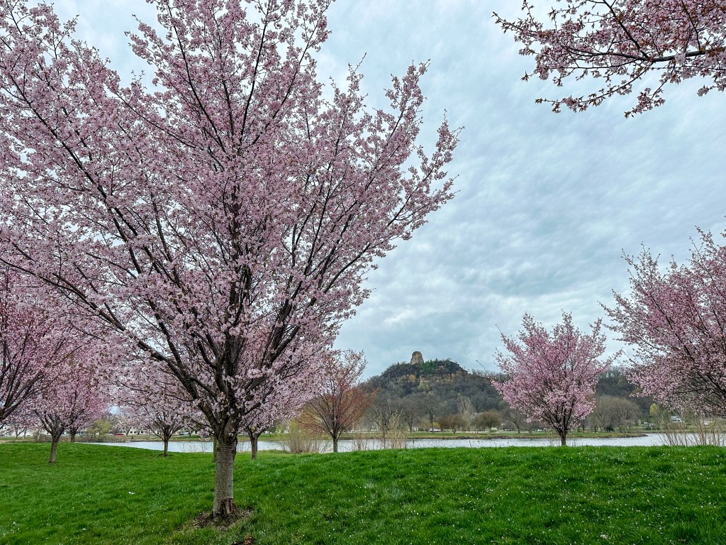 Pretty in Pink: Cherry Blossoms in Winona, MN