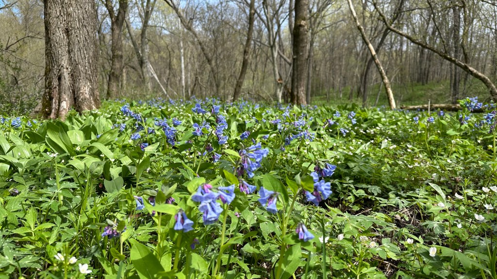 Walk Among the Wildflowers at Carley State Park